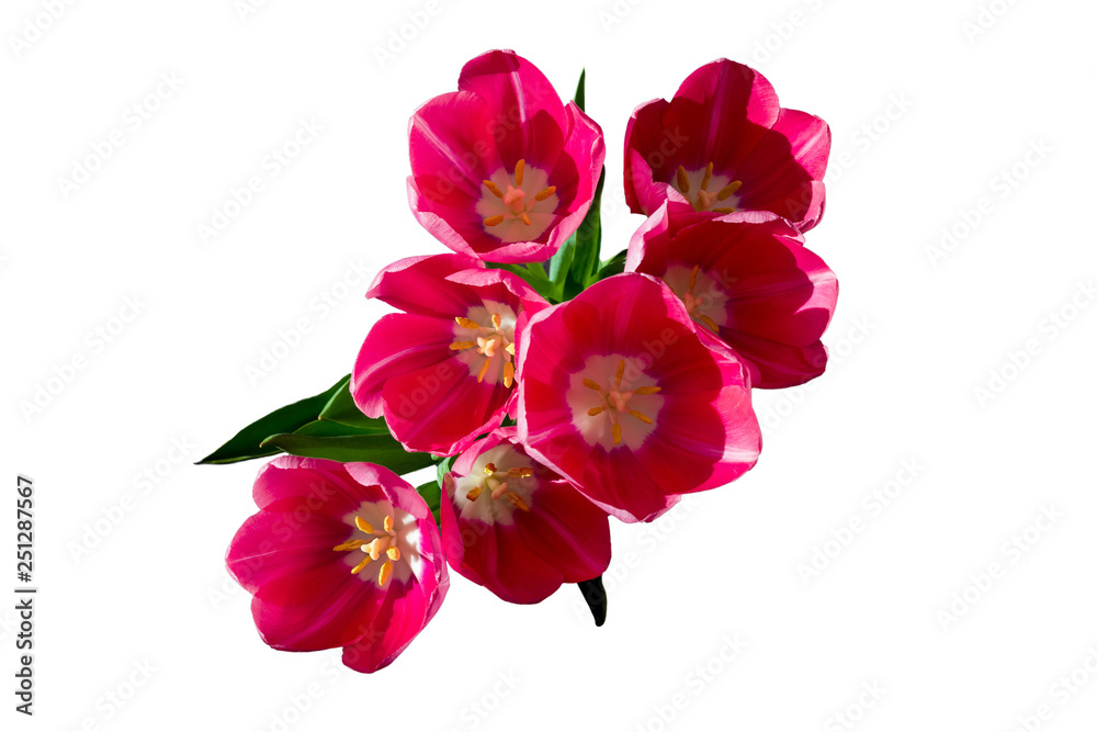 Close-up pink tulips isolated on white background.