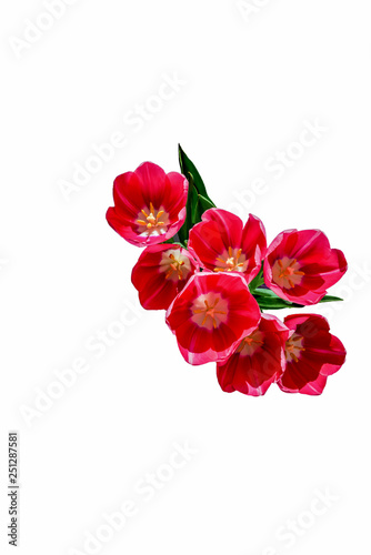 Close-up pink tulips isolated on white background.