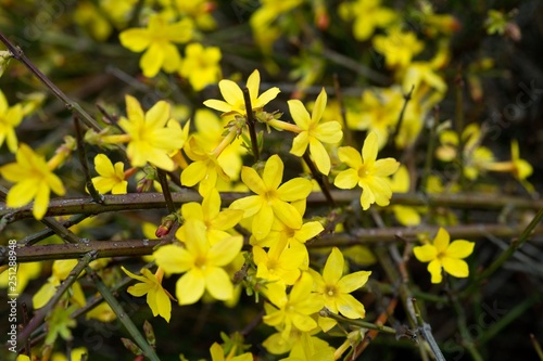 Yellow bloom of a winter jasmine bush.
