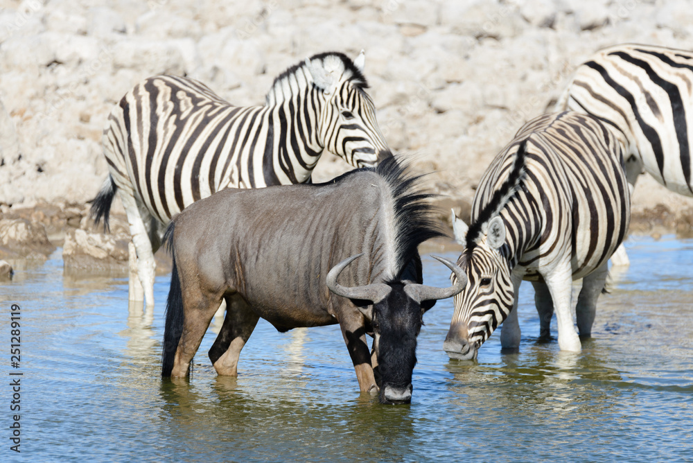 Wild african animals -gnu, kudu, orix, springbok, zebras drinking water in  waterhole Stock Photo | Adobe Stock