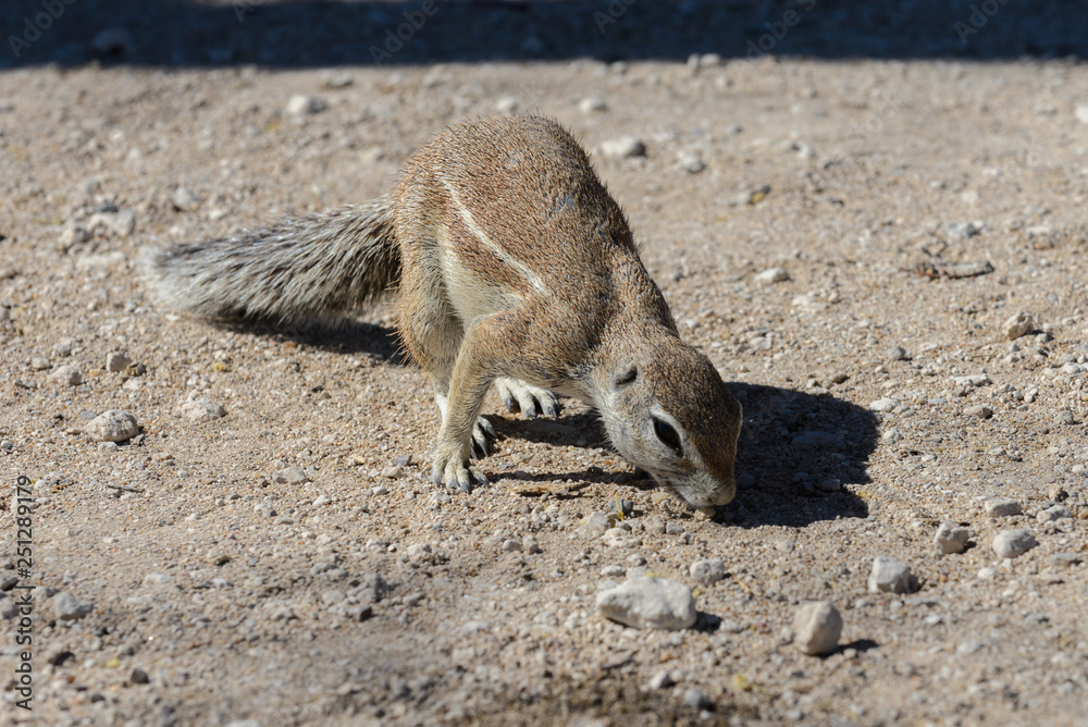 Obraz premium South African ground squirrel Xerus inauris sitting