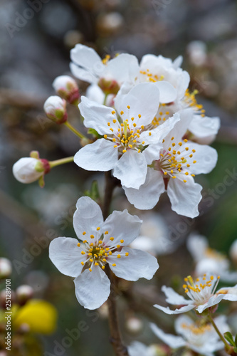 Blossoming almond tree branches, the background blurred. © darkfreya