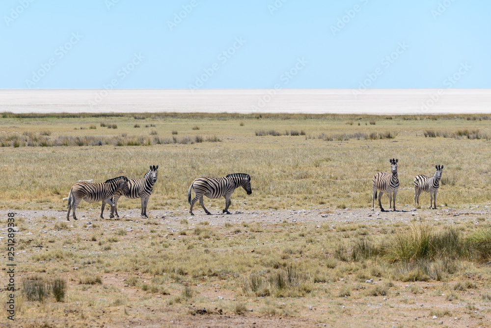 Wild zebras walking in the African savanna Wild zebras walking in the African savanna