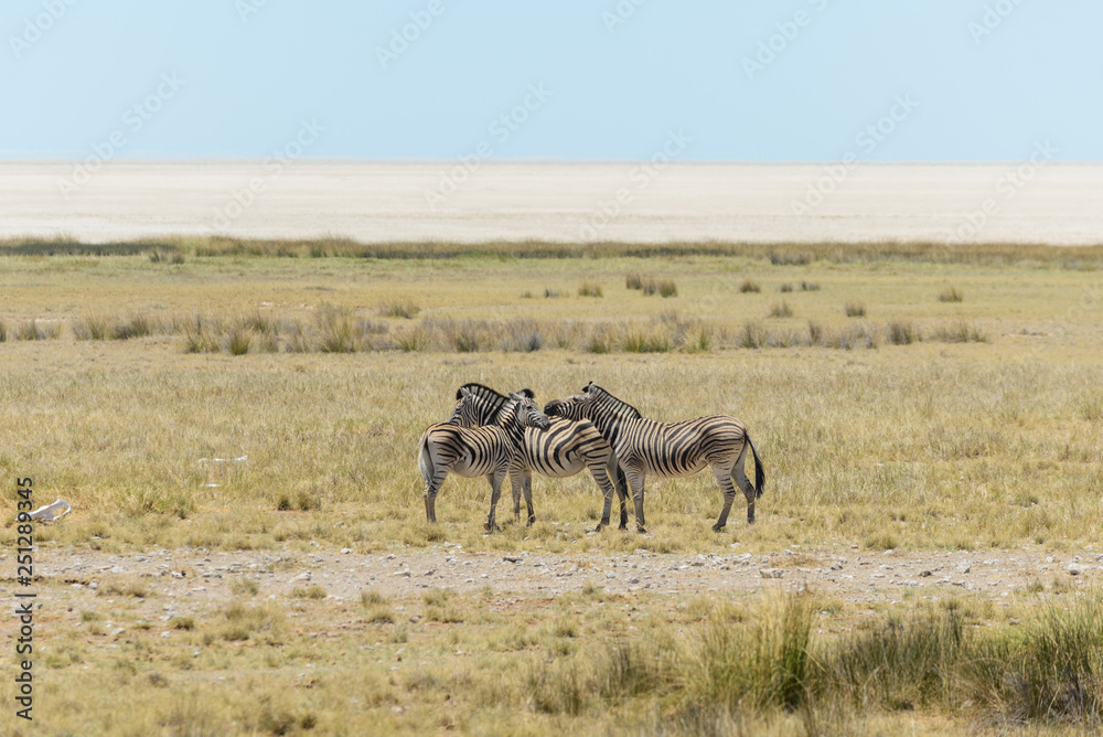 Wild zebras walking in the African savanna Wild zebras walking in the African savanna