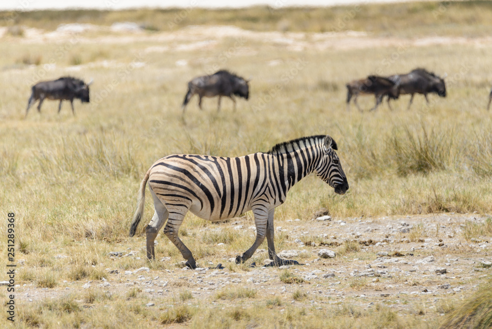 Wild zebras walking in the African savanna with gnu antelopes on background Wild zebras walking in the African savanna with gnu antelopes on background