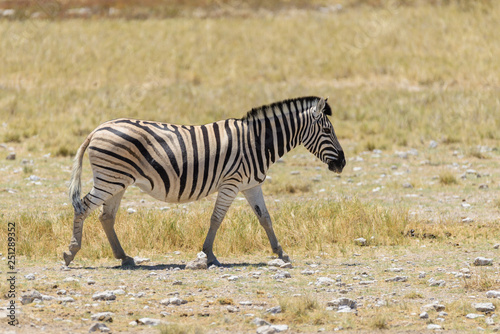 Wild zebra walking in the African savanna close up