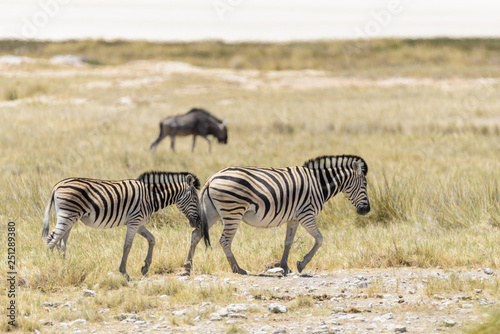 Wild zebras walking in the African savanna with gnu antelopes on background