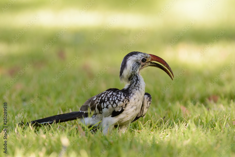 Obraz premium Yellow-billed Toko on the grass