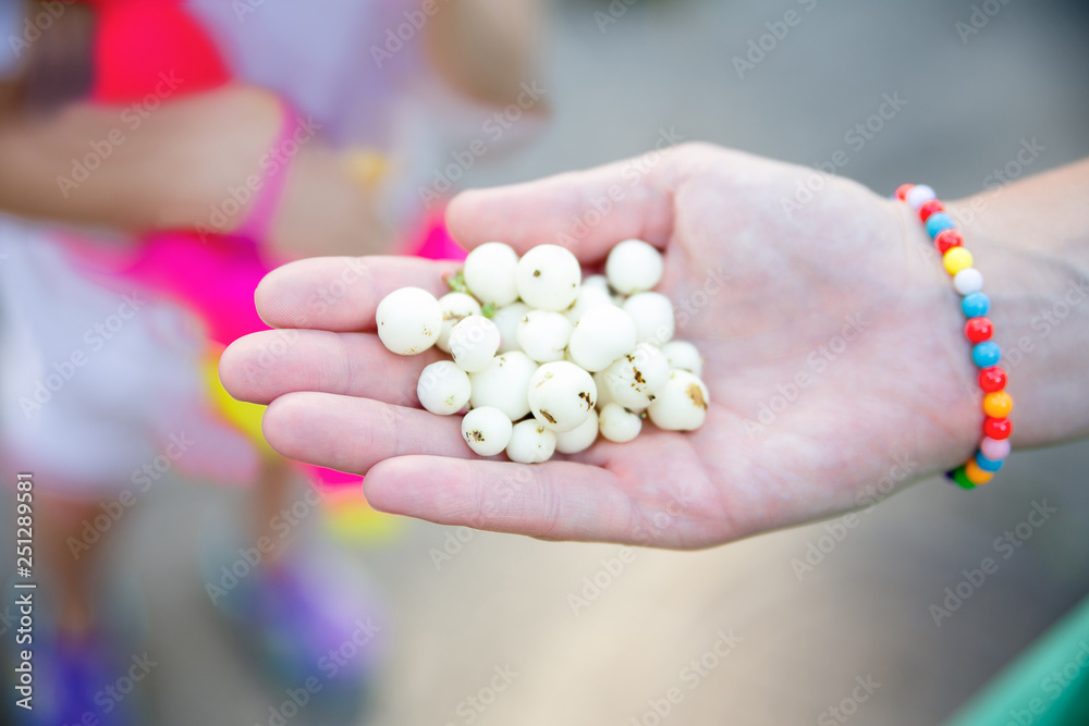 A handful of snowfields in the bright colors of summer holding in hand A handful of snowfields in the bright colors of summer holding in hand