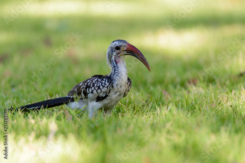 Yellow-billed Toko on the grass