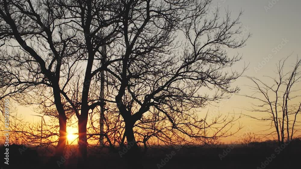 silhouettes of trees against the background of wind turbines at a beautiful sunset silhouettes of trees against the background of wind turbines at a beautiful sunset
