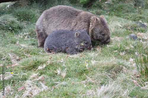 Photos A mother Bare-nosed wombat (Vombatus ursinus) and her single young offspring graze on grass and sedge