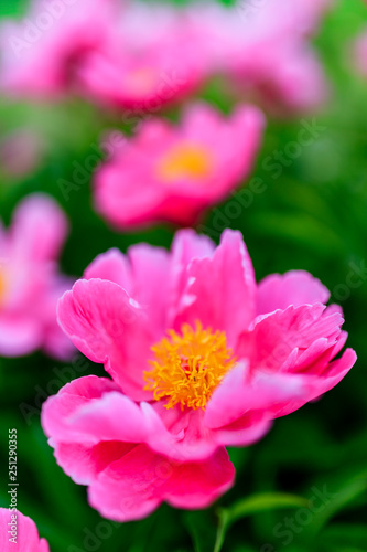 Big blooming pink peony flowers in spring garden.