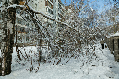 Wallpaper Mural winter forest after a storm (hurricane, snowfall), fallen trees, broken branches Torontodigital.ca