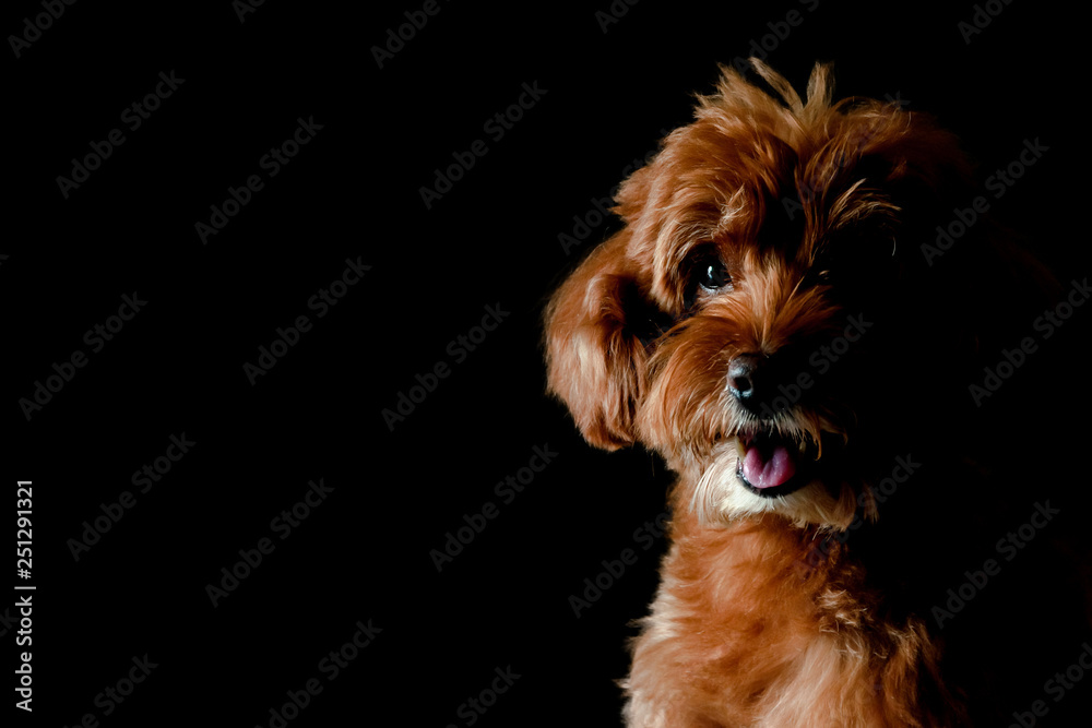 Partial portrait of adorable brown Toy Poodle dog looking and smiling to camera isolated on black background.