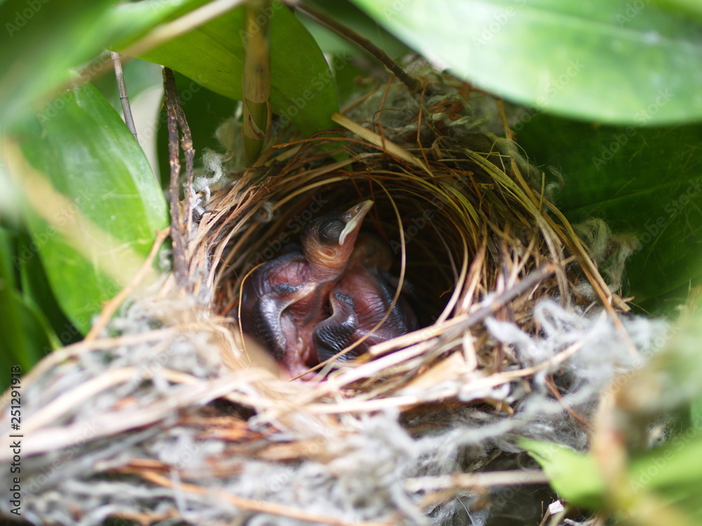 Close up Small twin Bird in the Nest in Bamboo Tree waiti for food from mom. Close up Small twin Bird in the Nest in Bamboo Tree waiti for food from mom.
