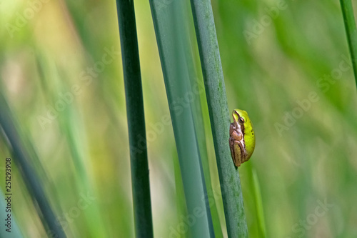 dwarf tree frog 