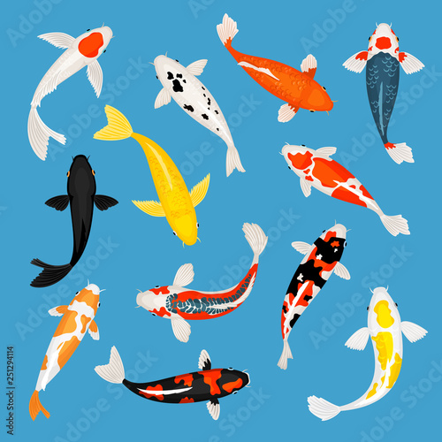 Koi fish. Koi carp fishes vector illustration, red and yellow swimming oriental goldfish set isolated on blue background