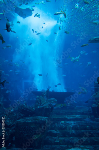 A lot of fish in a large decorative aquarium.