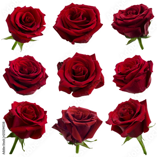 Fototapeta Naklejka Na Ścianę i Meble -  collage of red roses