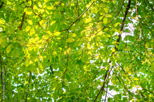 Natural placeful concept leaf tree with warm sunlight. photo