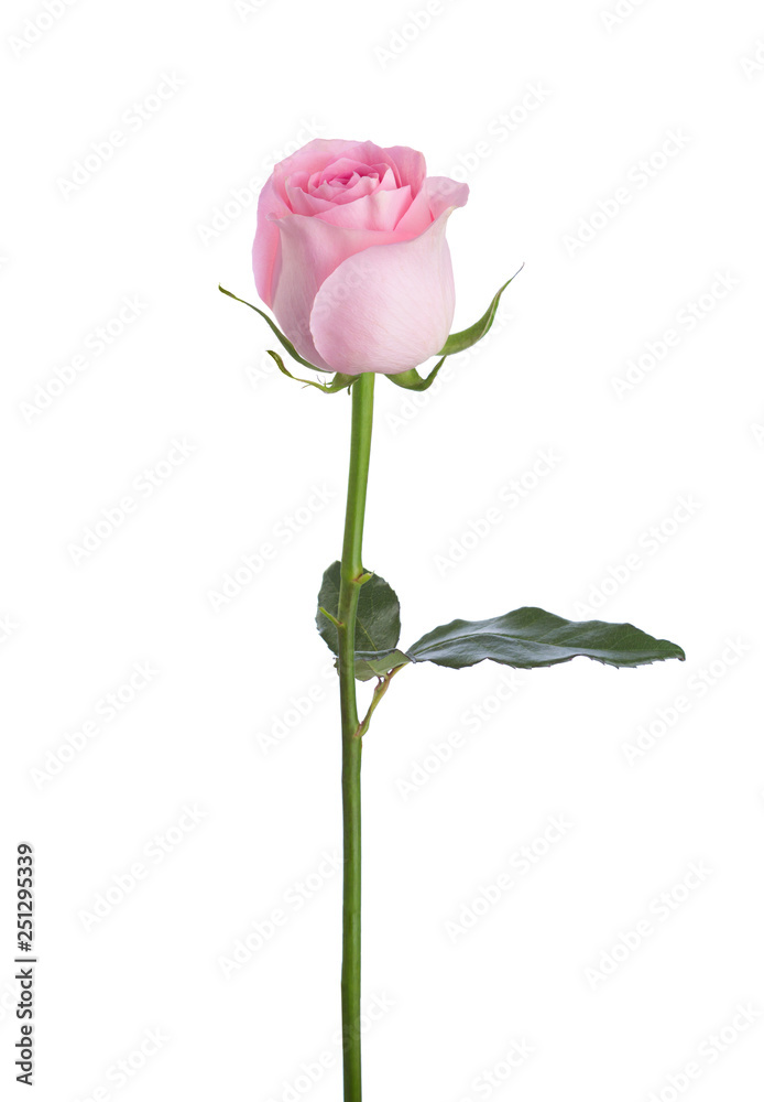Light pink rose isolated on white background.