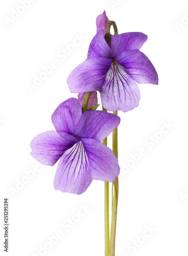 Two early spring flowers  ( Sweet Violet) isolated on white background.