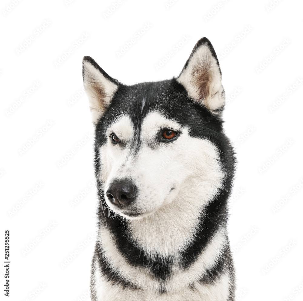 Obraz premium Adorable husky dog on white background