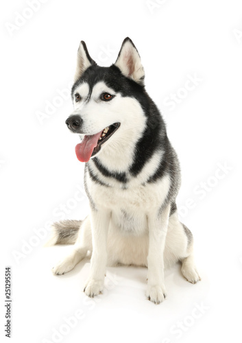 Adorable husky dog on white background © Pixel-Shot