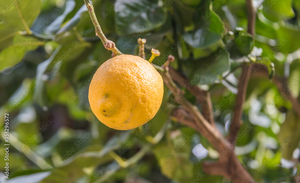 Lemon Growing on a Lemon Tree in Italy