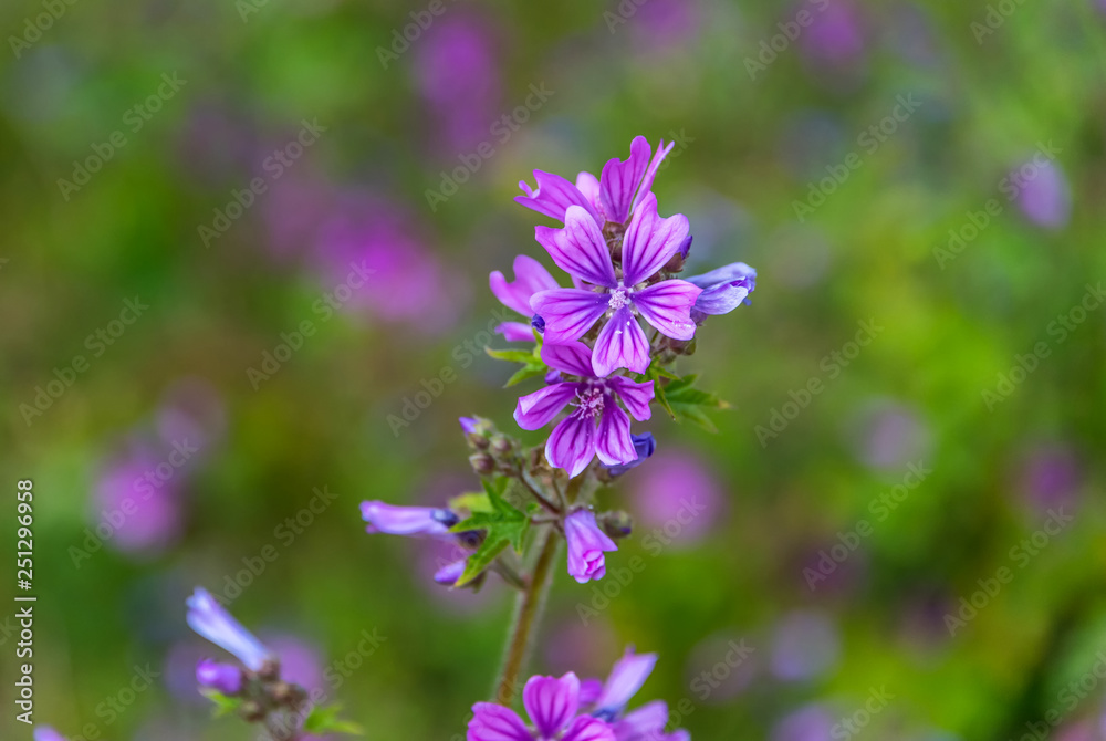 Purple Wildflowers on a Sunny Day in Italy Purple Wildflowers on a Sunny Day in Italy