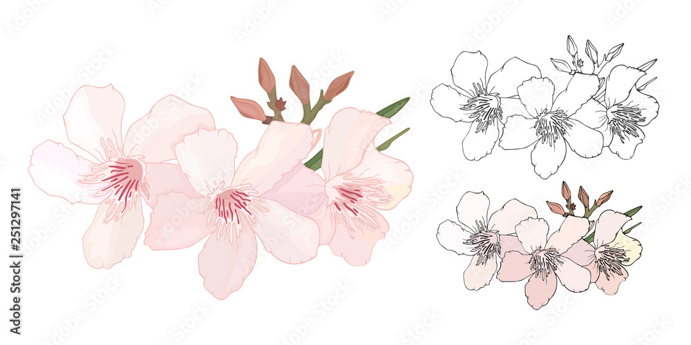 Set of Floral composition with branch of delicate pink and black and white blooming flowers, buds and leaves isolated on white background. Tropical flowers oleander, exotic Nerium. illustration