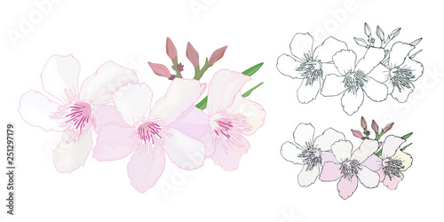 Fényképezés Set of Floral composition with branch of delicate pink and black and white blooming flowers, buds and leaves isolated on white background