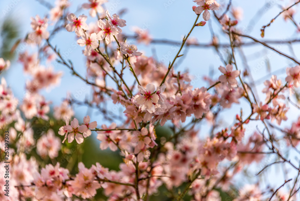 Fruit Tree Blossoms in Early Spring in Southern Italy Fruit Tree Blossoms in Early Spring in Southern Italy