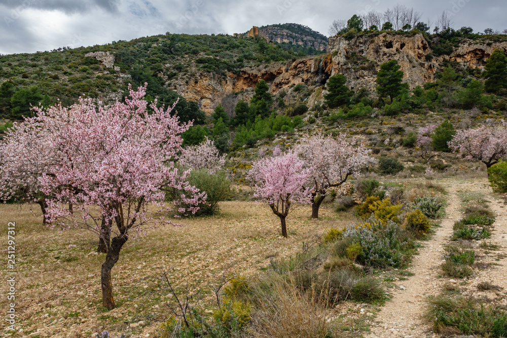 Almond trees in bloom against cloudy sky near track