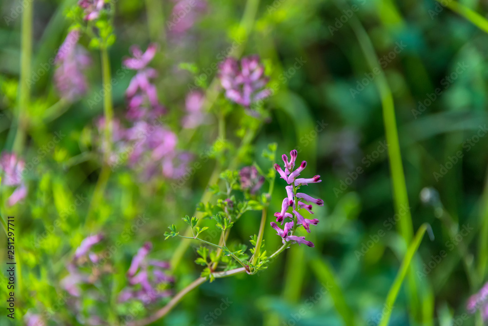 Tiny Purple Wildflowers on a Sunny Day in Italy Tiny Purple Wildflowers on a Sunny Day in Italy