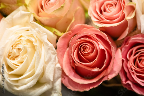 rose flowers for calendar and postcard