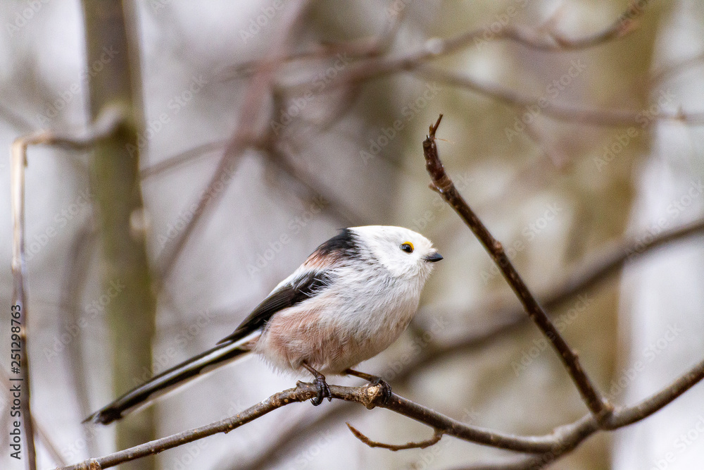 Obraz premium Long tailed tit