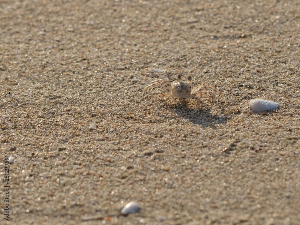 Small wind crabs that come out to live on the sand on the beach. Small wind crabs that come out to live on the sand on the beach.