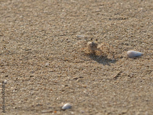 Small wind crabs that come out to live on the sand on the beach.
