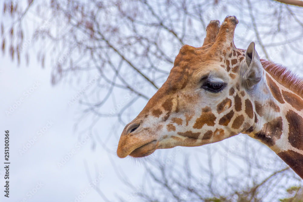 Obraz premium キリン