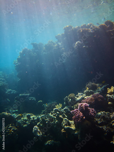 Fototapeta Naklejka Na Ścianę i Meble -  colorful underwater photo of coral reefs in red sea