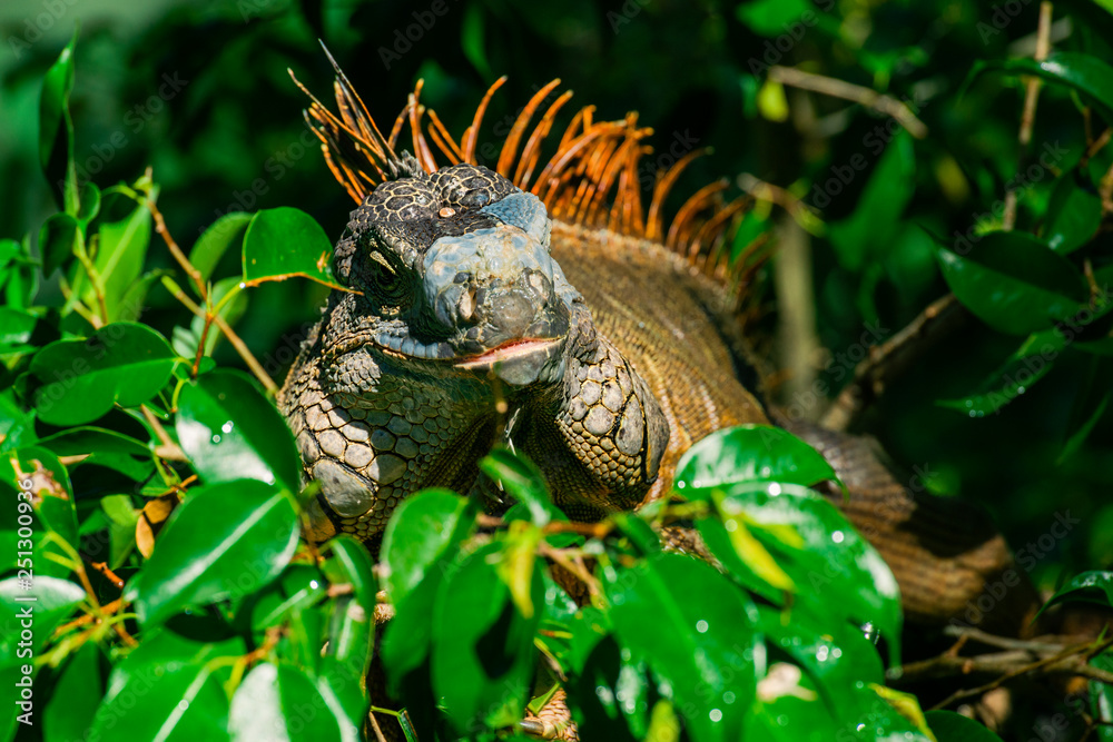 Green Iguana Green Iguana