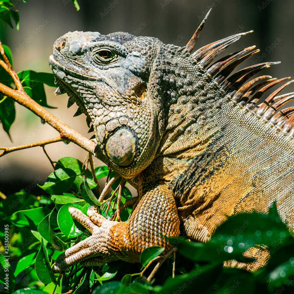 Obraz premium Green Iguana