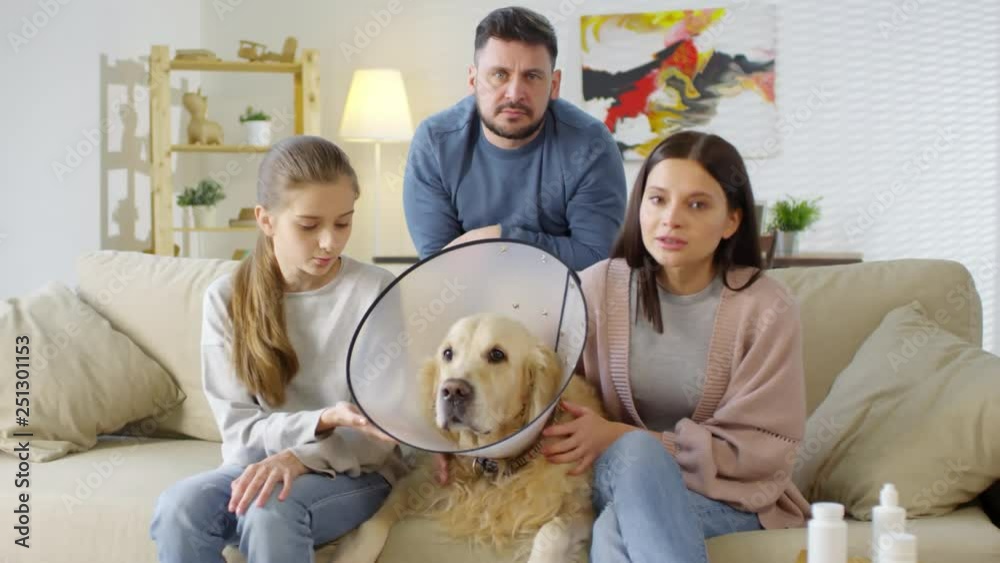 Medium shot of Caucasian family gathered on sofa around their post-surgical Golden retriever in funnel cone. They talking with vet about dog health and pills by video call Medium shot of Caucasian family gathered on sofa around their post-surgical Golden retriever in funnel cone. They talking with vet about dog health and pills by video call