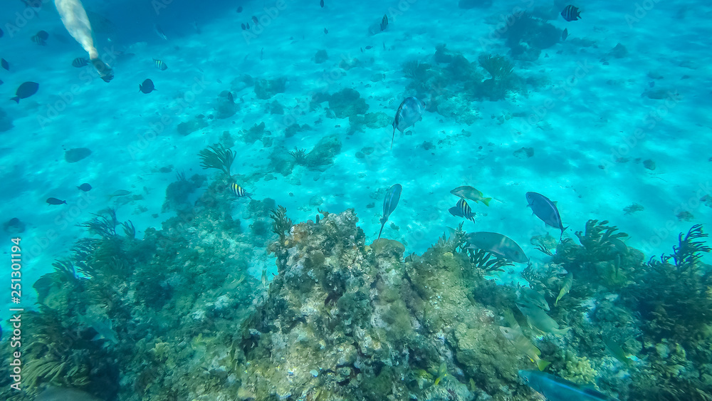 Snorkeling in the Cayman Islands. Photo taken during a snorkeling expedition tour in the Cayman Islands. Snorkeling in the Cayman Islands. Photo taken during a snorkeling expedition tour in the Cayman Islands.