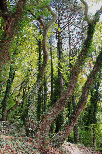 Dense Forest next to the Pozar Thermal Baths Aridaia Greece photo