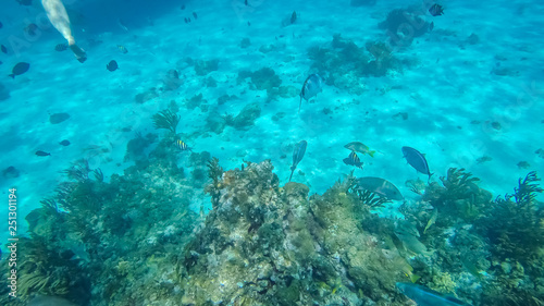 Snorkeling in the Cayman Islands. Photo taken during a snorkeling expedition tour in the Cayman Islands.