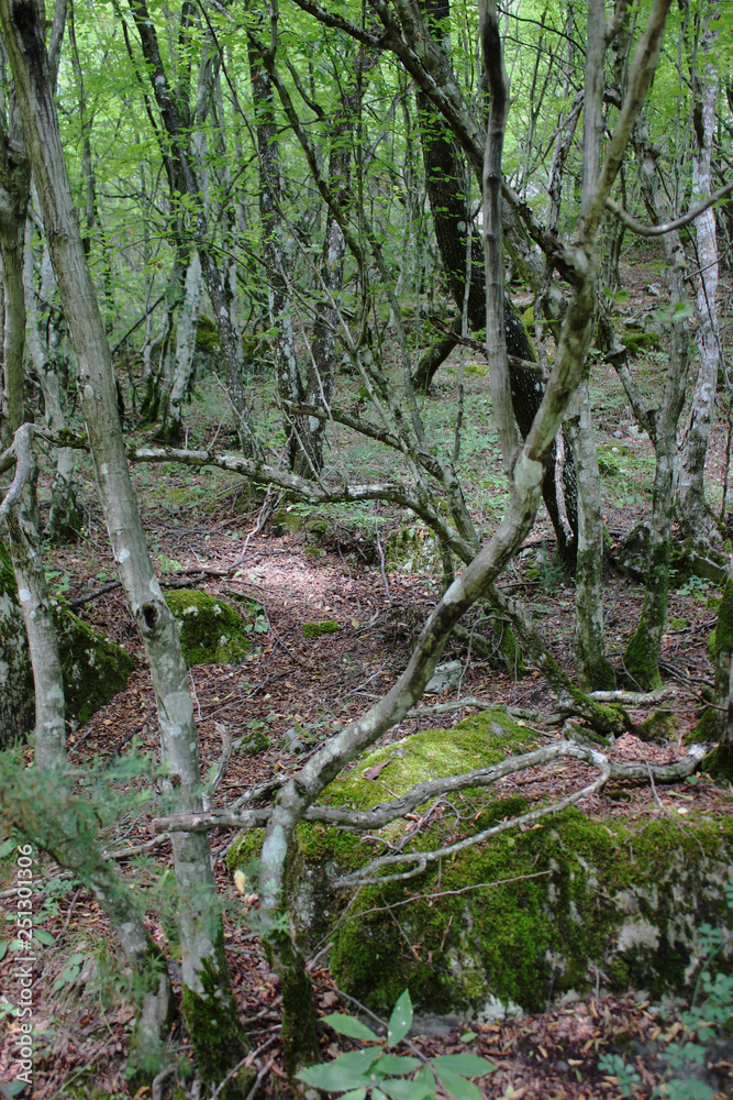 Dense Forest next to the Pozar Thermal Baths Aridaia Greece Dense Forest next to the Pozar Thermal Baths Aridaia Greece
