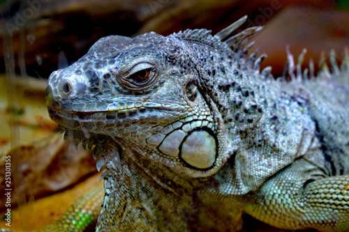 The green iguana is a large herbivorous lizard of the Iguana family, which leads the daily woody way of life. It lives in Central and South America